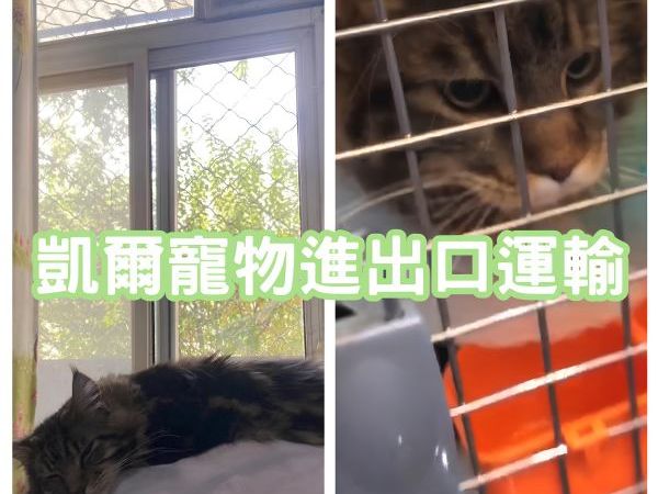 2025/01/28『中國飛台灣』緬因貓中國飛回台灣囉~~~~~